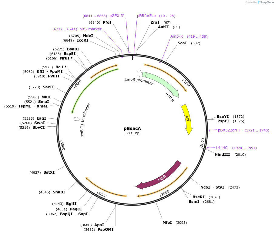 158650-plasmid-map-sequence-id-314145
