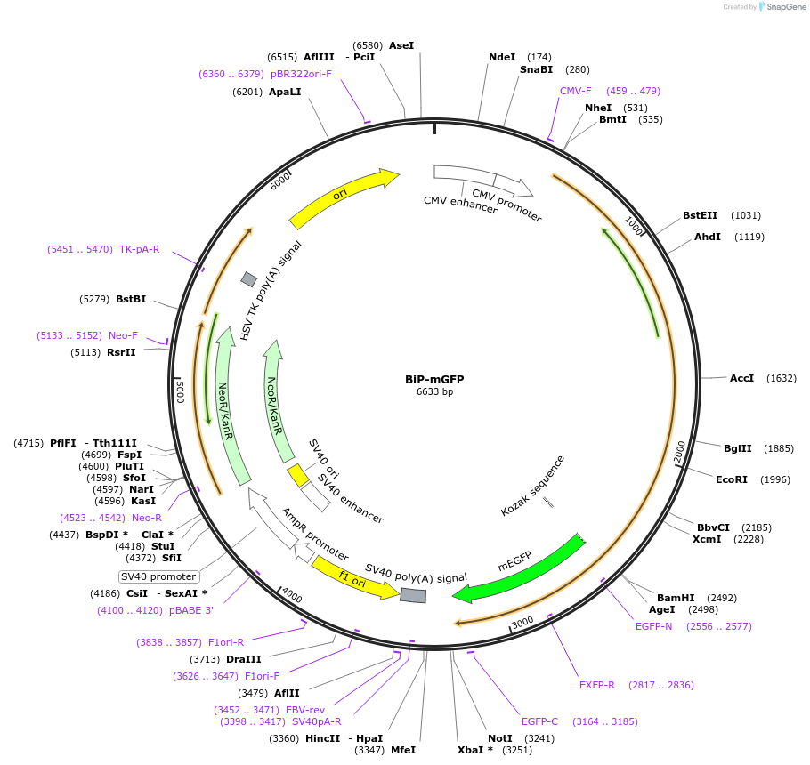 62231-plasmid-map-sequence-id-314151