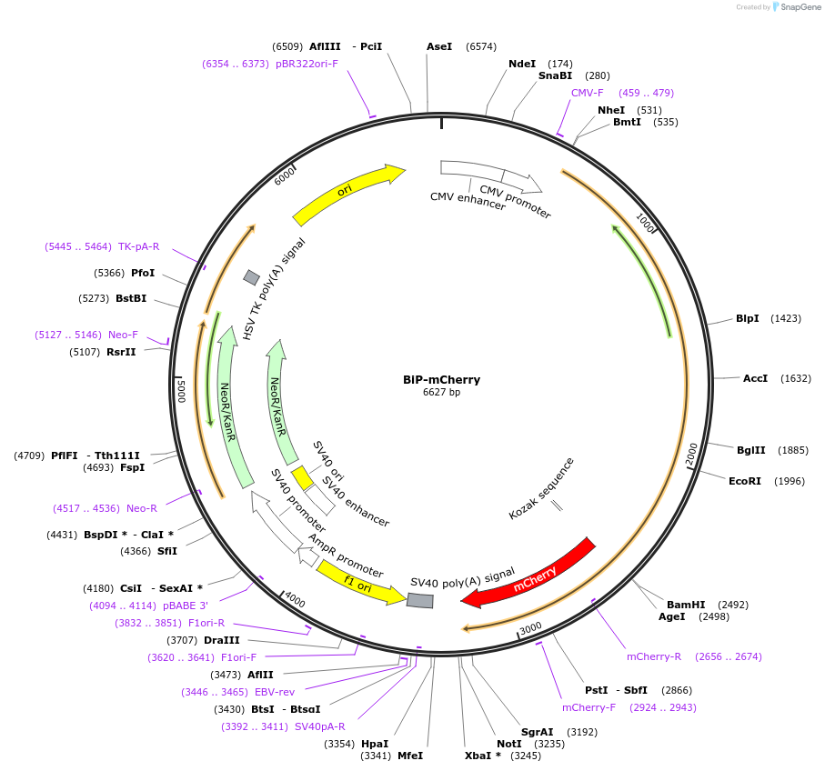 62233-plasmid-map-sequence-id-314153