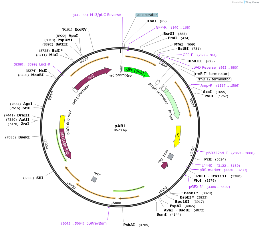 62547-plasmid-map-sequence-id-314155
