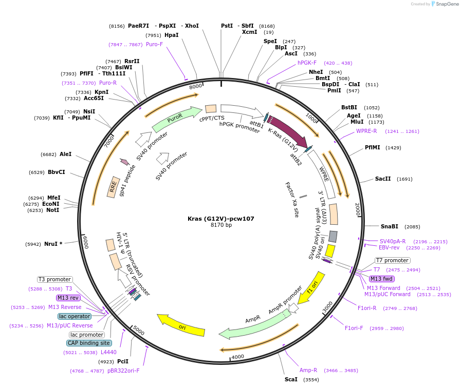 64602-plasmid-map-sequence-id-314157