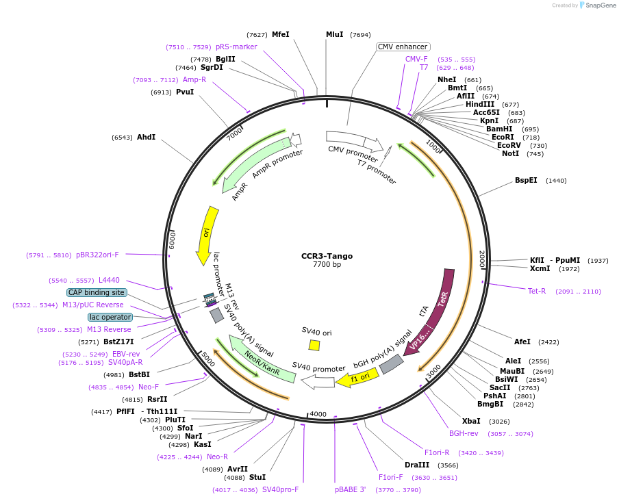 66240-plasmid-map-sequence-id-314158