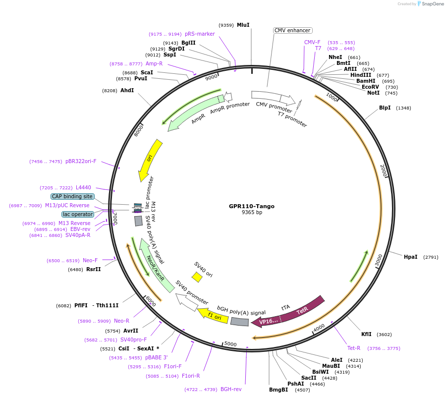 66302-plasmid-map-sequence-id-314160