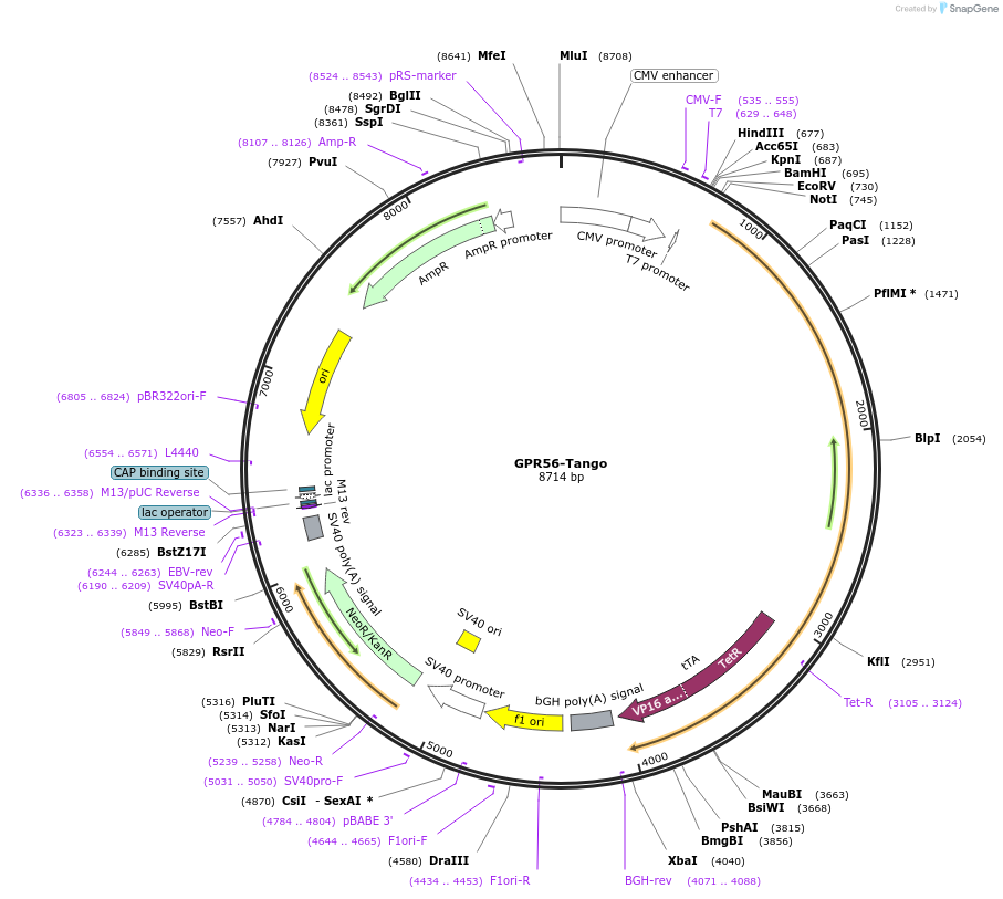 66364-plasmid-map-sequence-id-314163