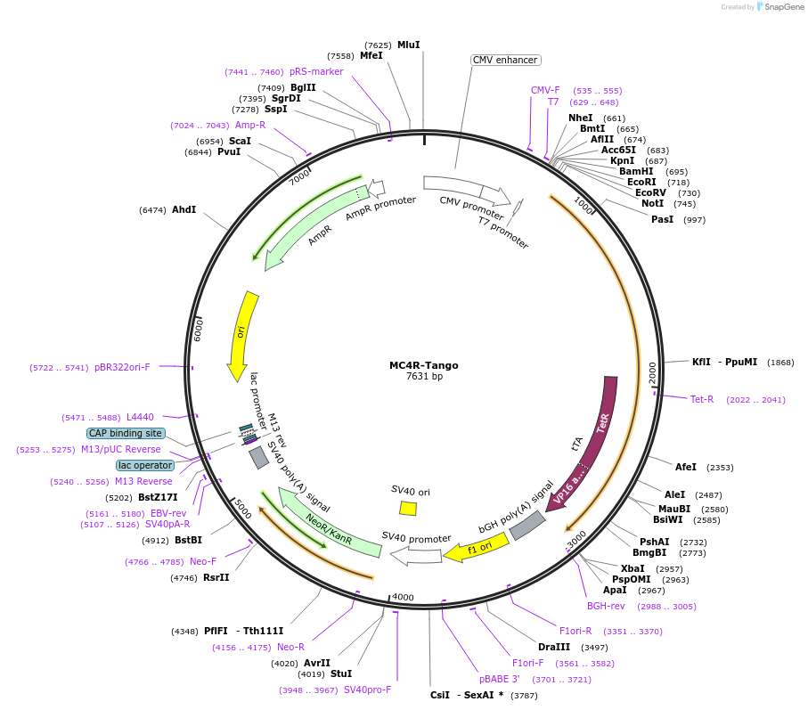 66430-plasmid-map-sequence-id-314166
