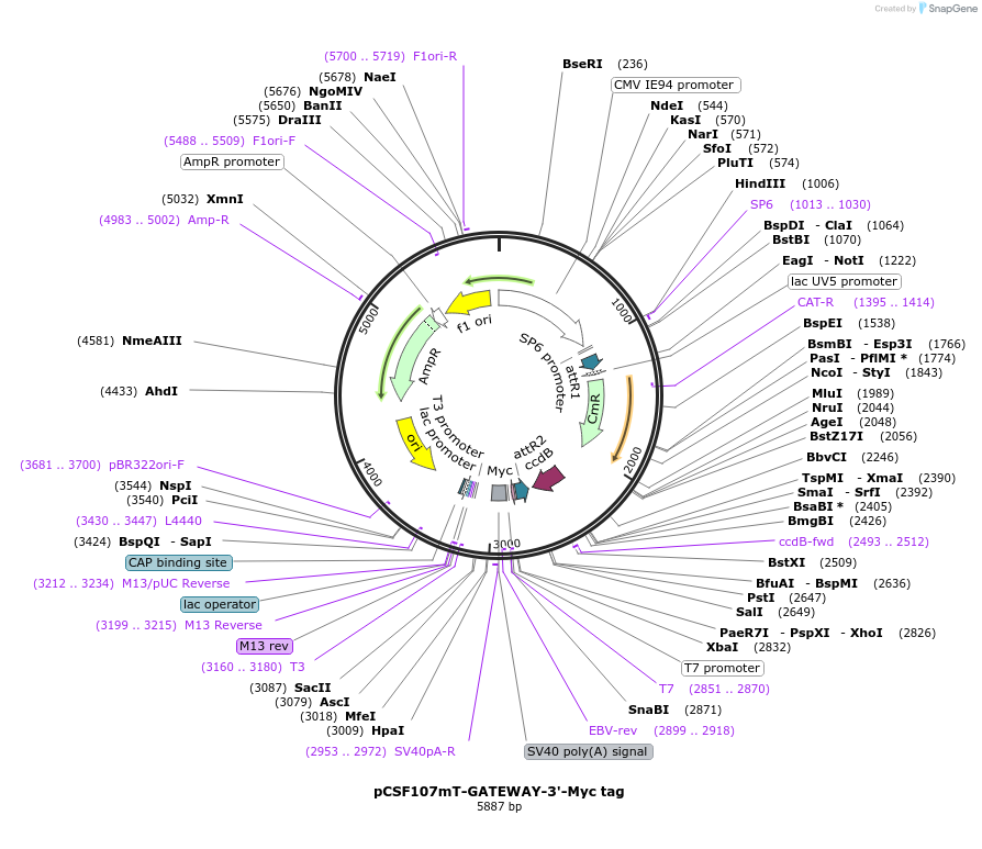 67617-plasmid-map-sequence-id-314167