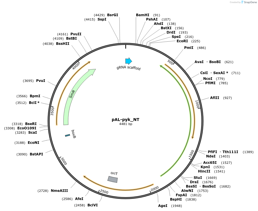 74072-plasmid-map-sequence-id-314169