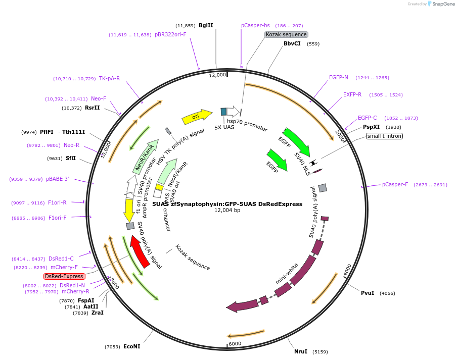 74317-plasmid-map-sequence-id-314170