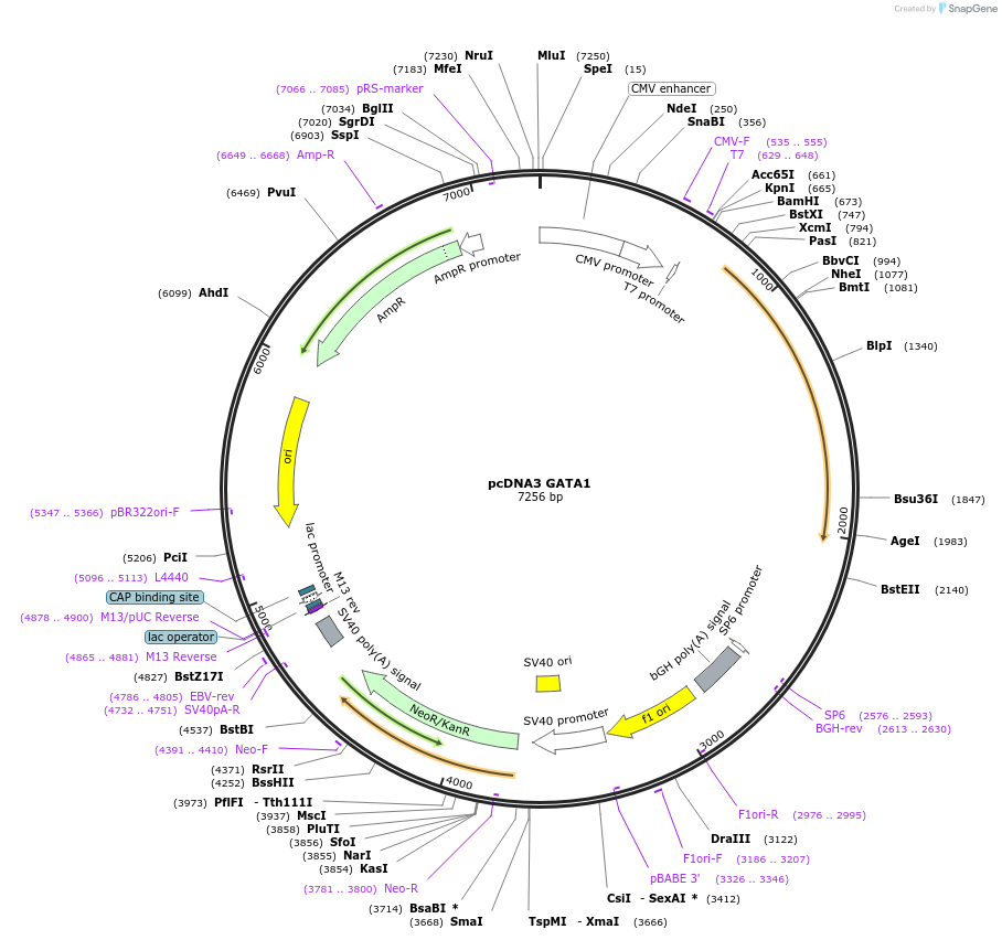 85693-plasmid-map-sequence-id-314175