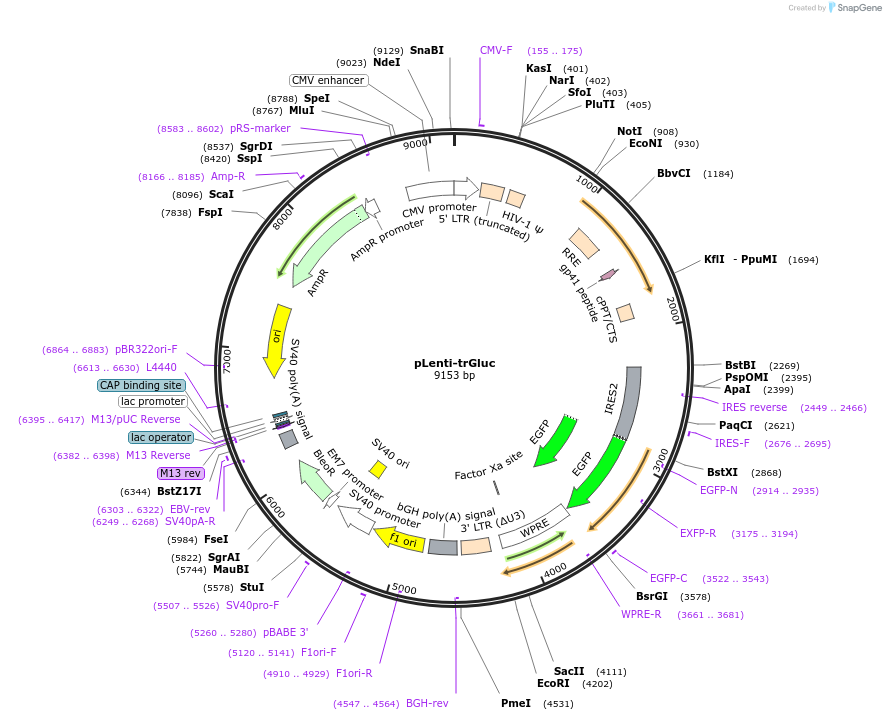 158959-plasmid-map-sequence-id-314243