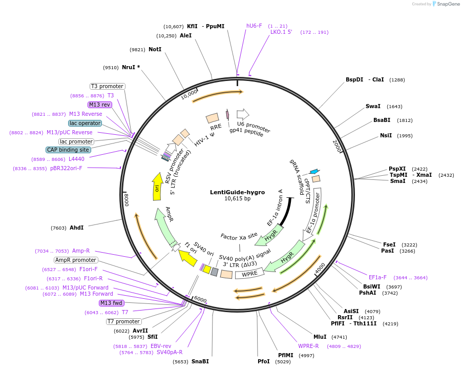 160090-plasmid-map-sequence-id-314272