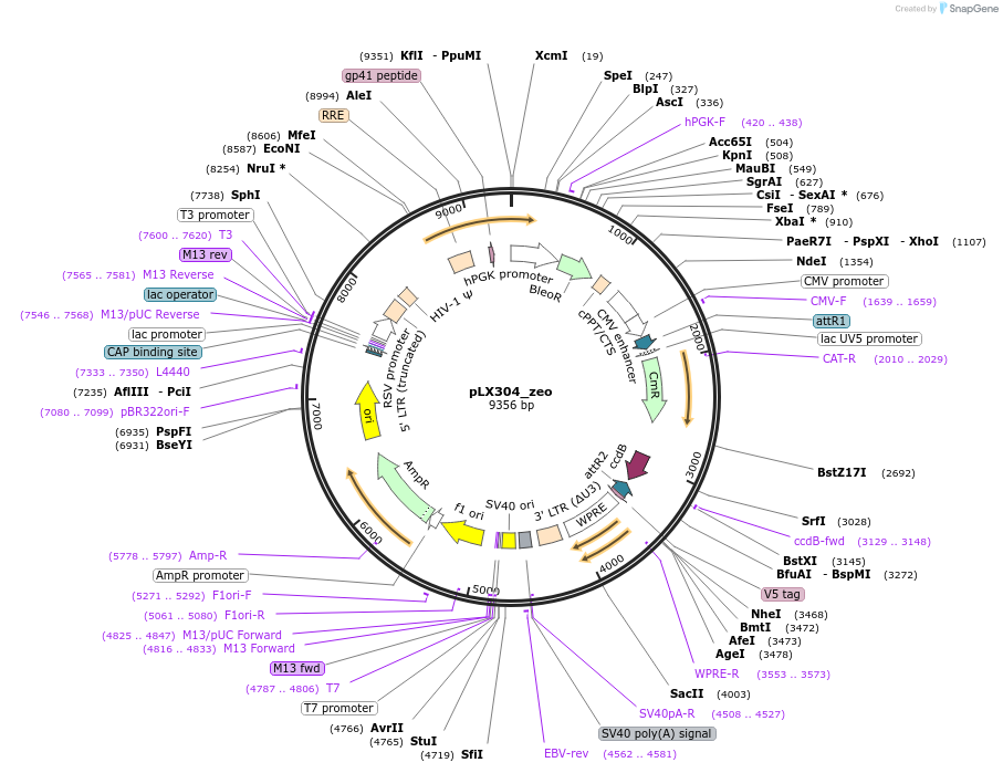 160092-plasmid-map-sequence-id-314276