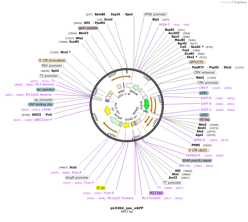 160095-plasmid-map-sequence-id-314282