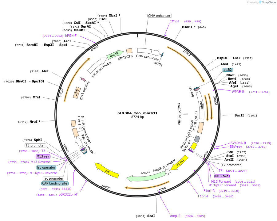 160098-plasmid-map-sequence-id-314285