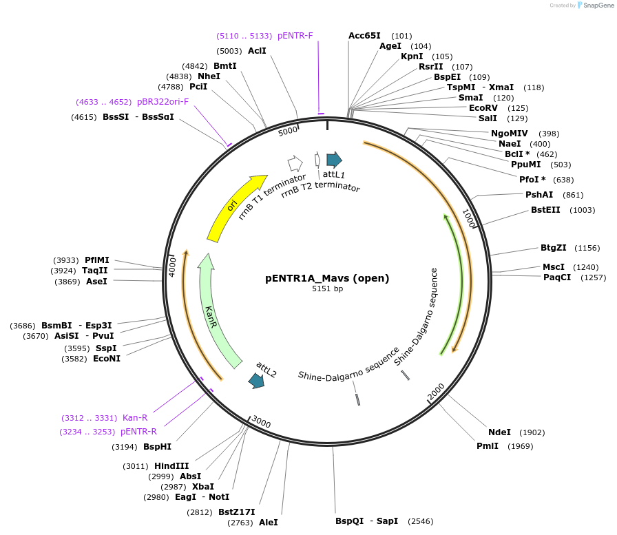 160099-plasmid-map-sequence-id-314286