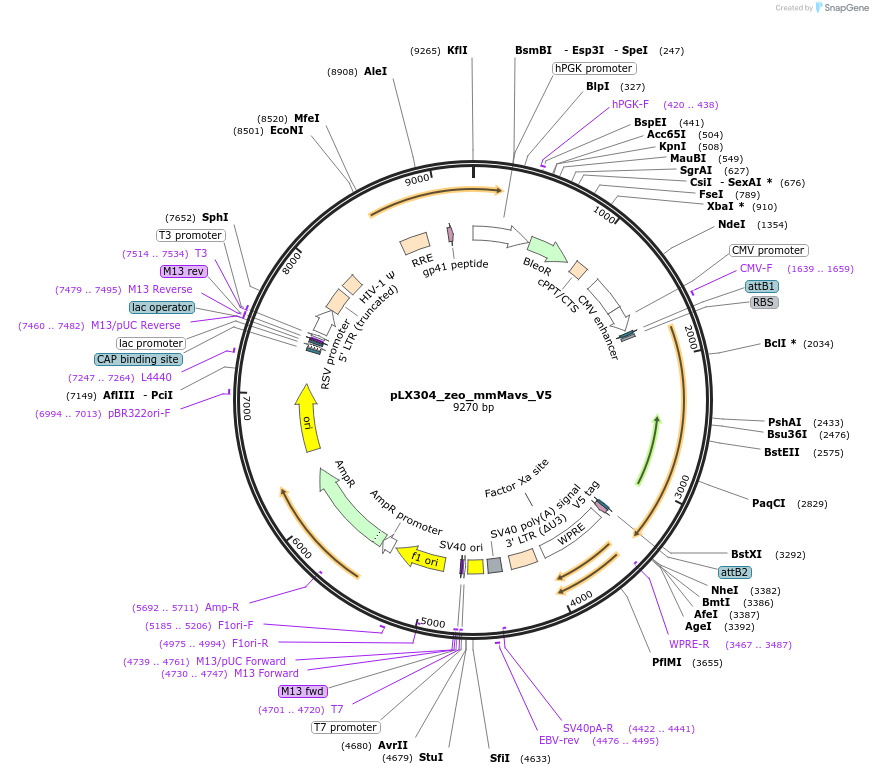 160100-plasmid-map-sequence-id-314287