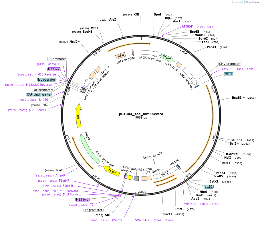 160102-plasmid-map-sequence-id-314288