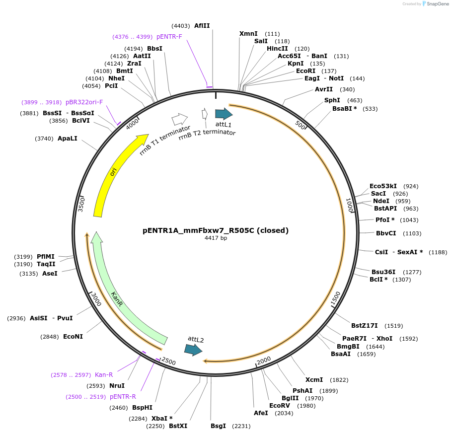160103-plasmid-map-sequence-id-314294