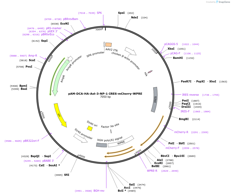 159630-plasmid-map-sequence-id-314299