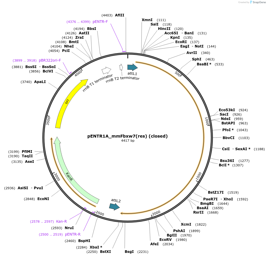 160105-plasmid-map-sequence-id-314321