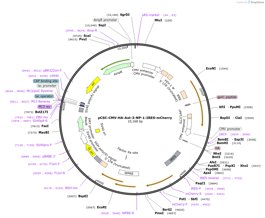 159631-plasmid-map-sequence-id-314336