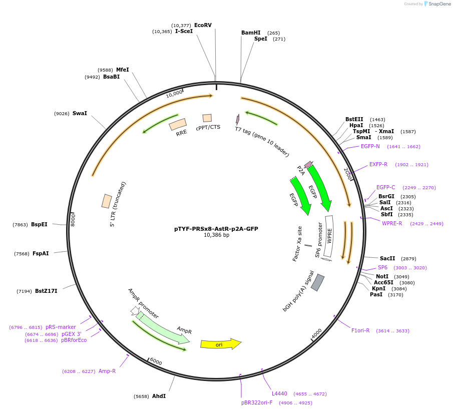 159632-plasmid-map-sequence-id-314359
