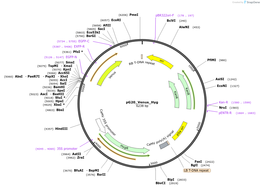 159703-plasmid-map-sequence-id-314361