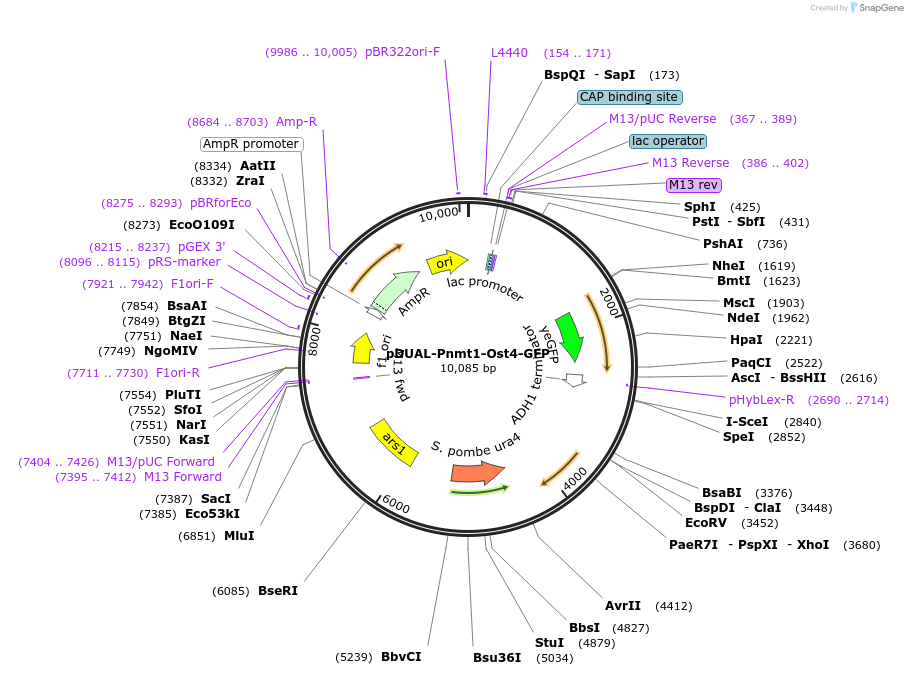 154368-plasmid-map-sequence-id-314370