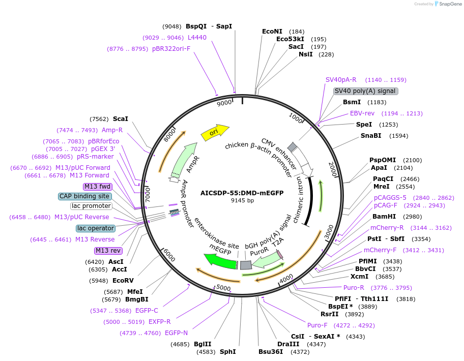 159744-plasmid-map-sequence-id-314374