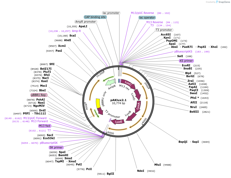 14081-plasmid-map-sequence-id-314377