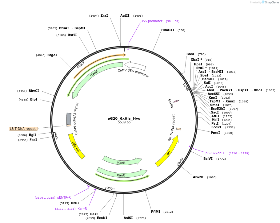 159711-plasmid-map-sequence-id-314389