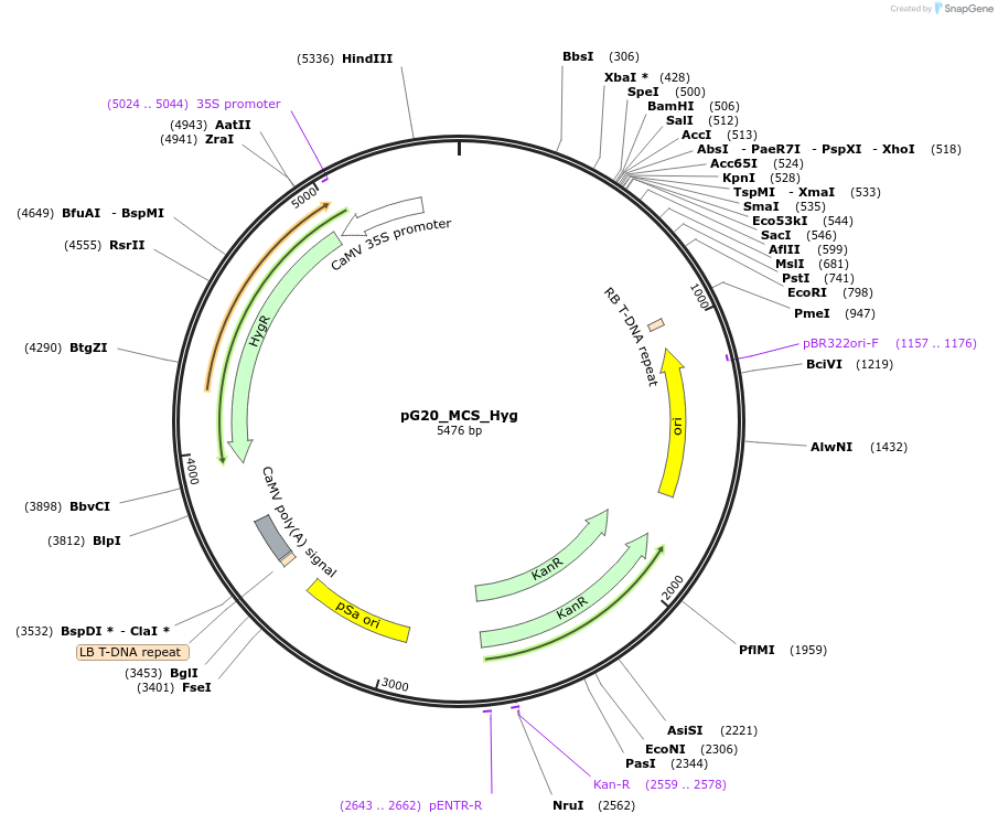 159709-plasmid-map-sequence-id-314390