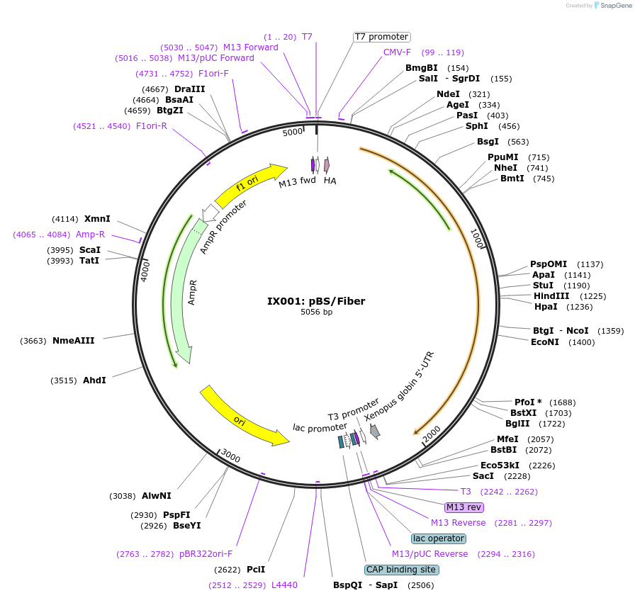 131754-plasmid-map-sequence-id-314393