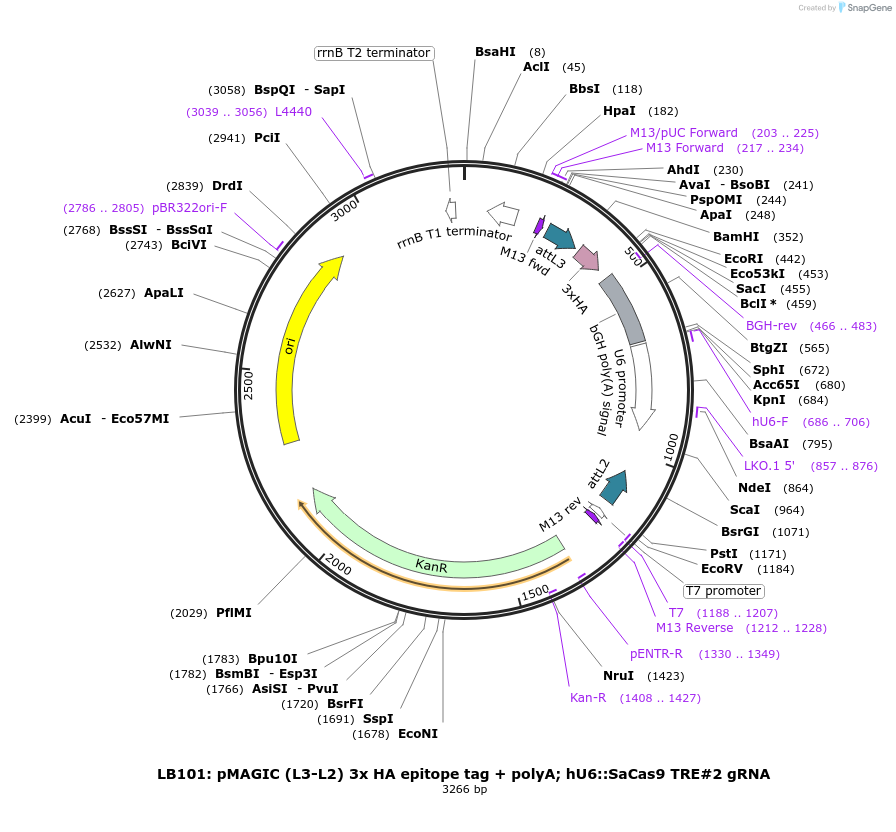 131758-plasmid-map-sequence-id-314395