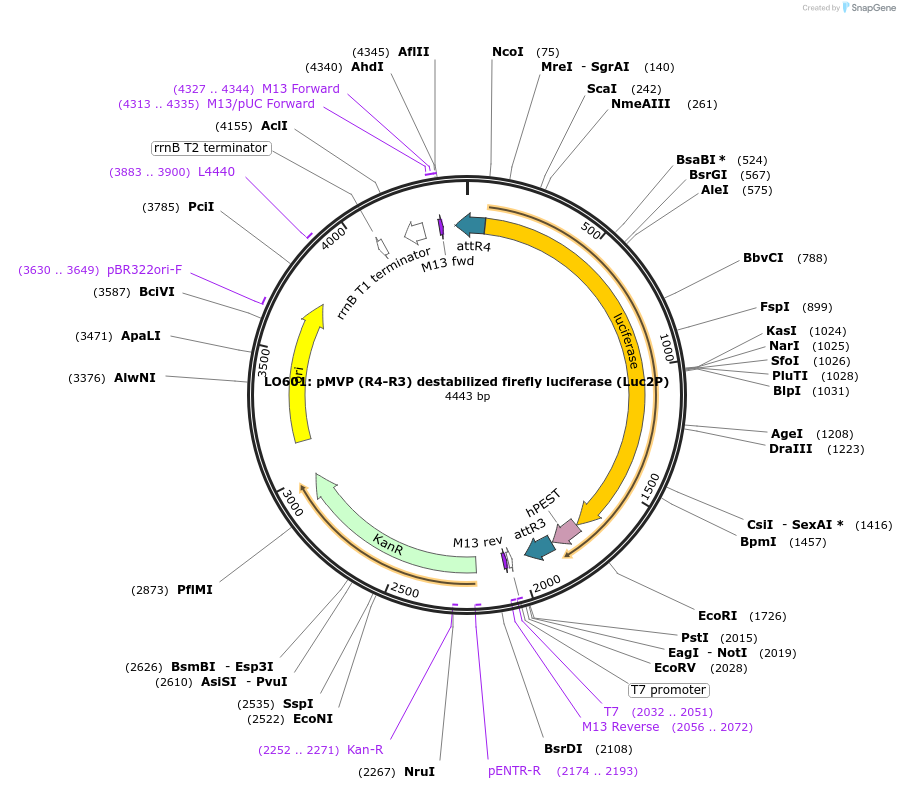 132926-plasmid-map-sequence-id-314396
