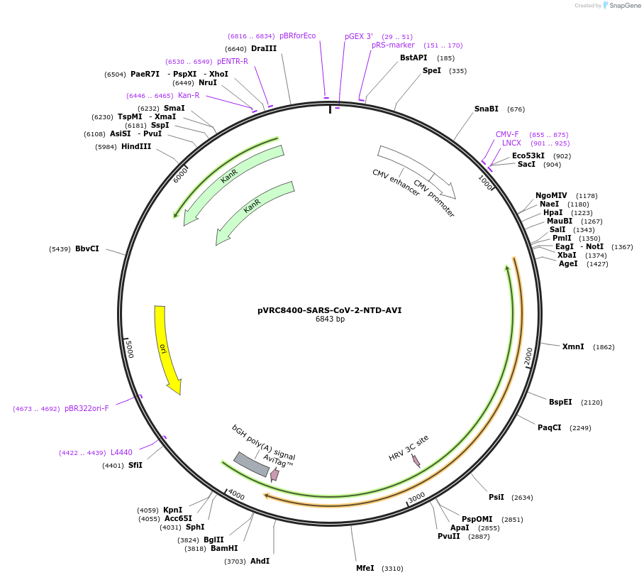 160475-plasmid-map-sequence-id-314398