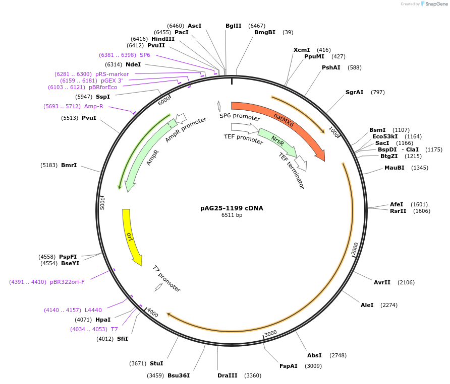 160379-plasmid-map-sequence-id-314410