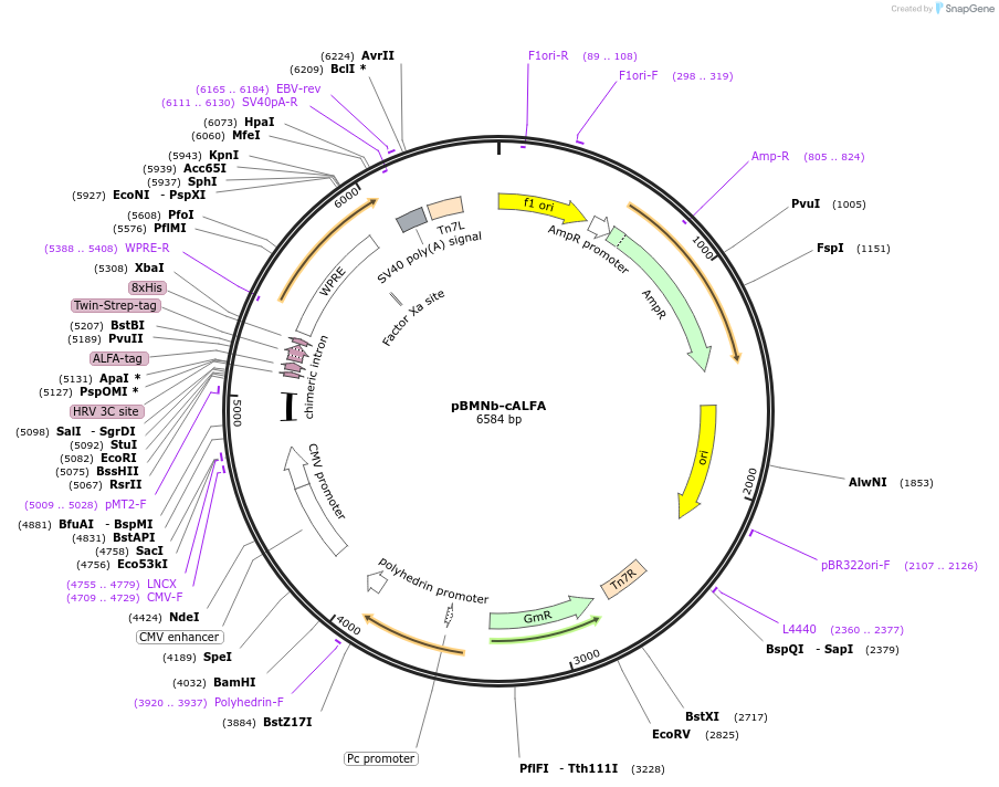 159991-plasmid-map-sequence-id-314412