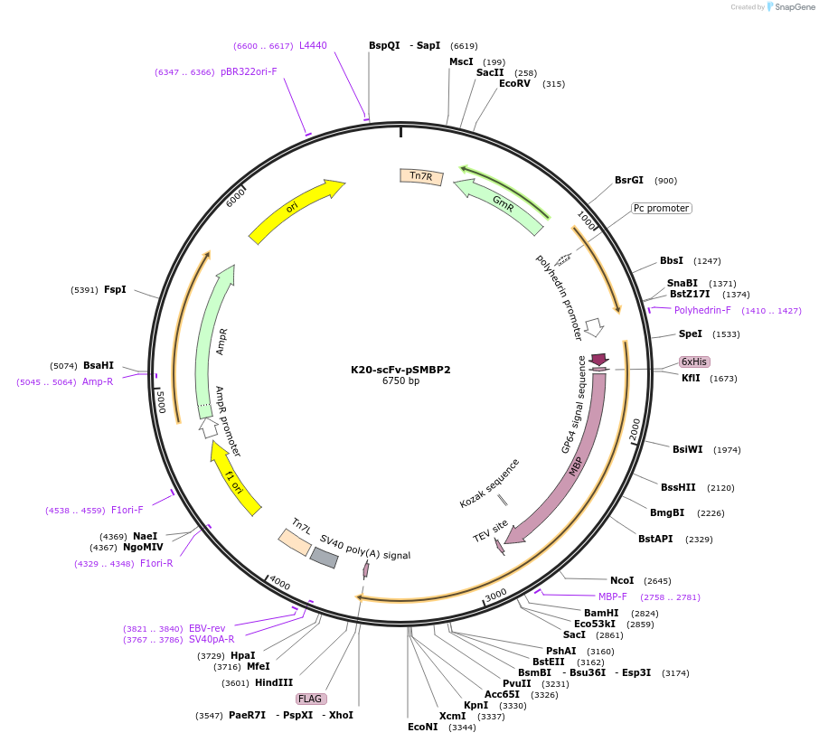 159940-plasmid-map-sequence-id-314416