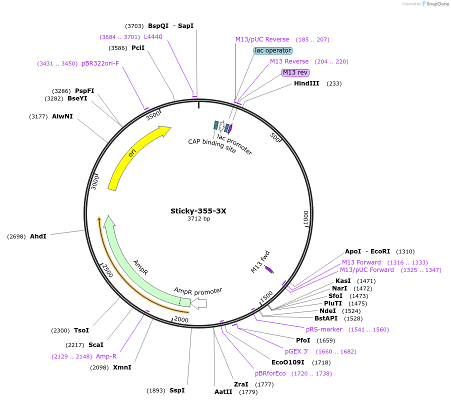 159644-plasmid-map-sequence-id-314417
