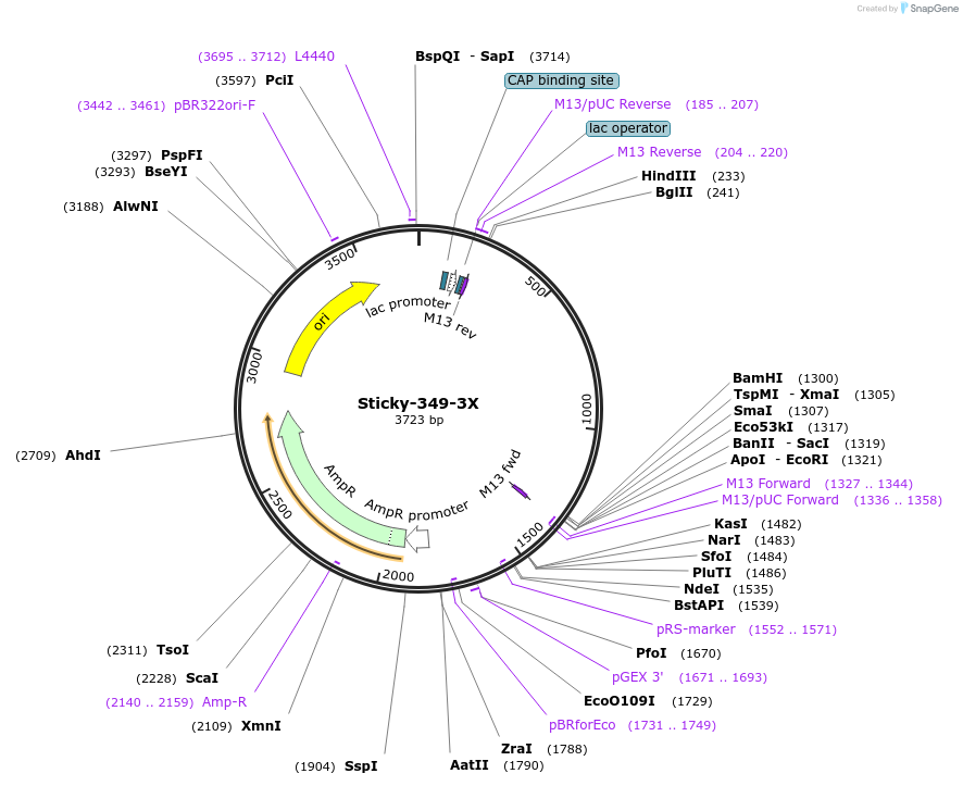 159643-plasmid-map-sequence-id-314419