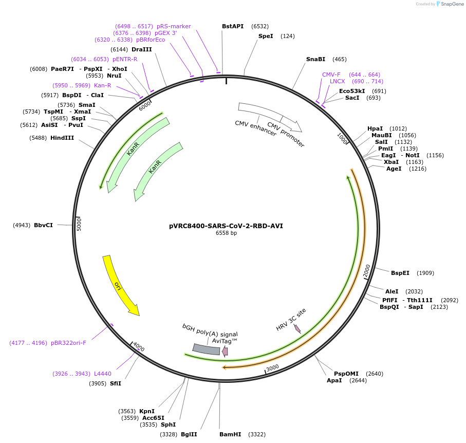 160476-plasmid-map-sequence-id-314420