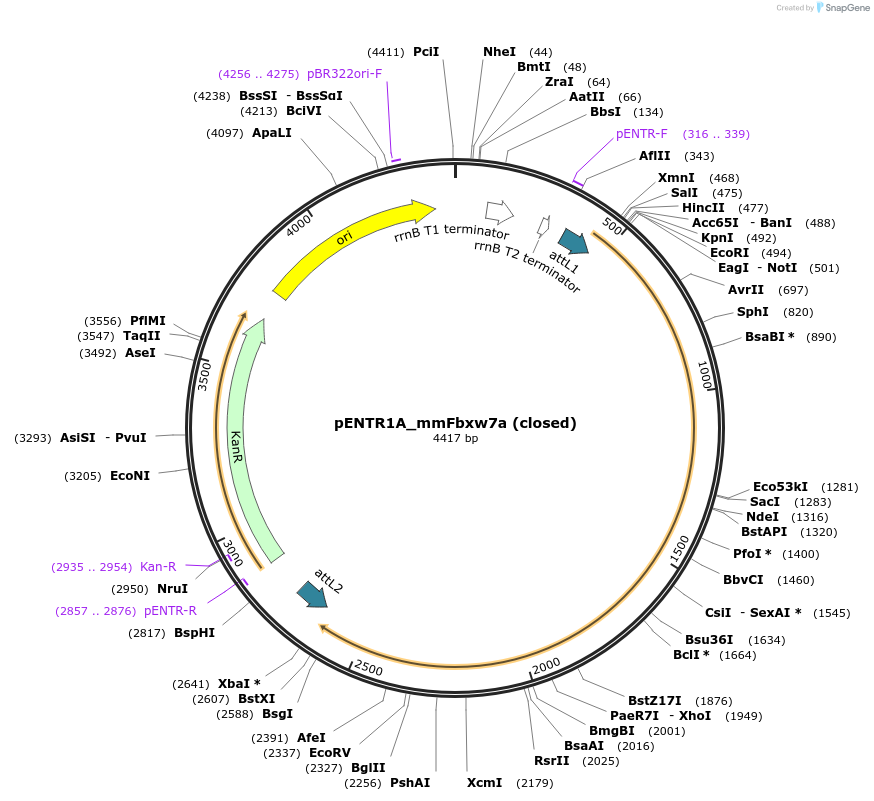 160101-plasmid-map-sequence-id-314423