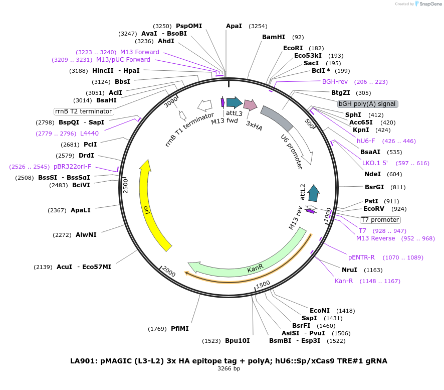 131756-plasmid-map-sequence-id-314449
