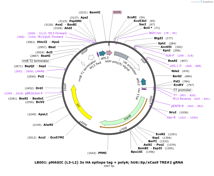 131757-plasmid-map-sequence-id-314450