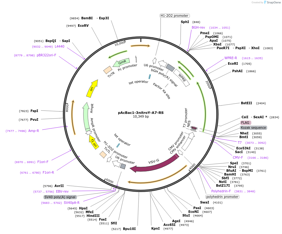 141173-plasmid-map-sequence-id-314453