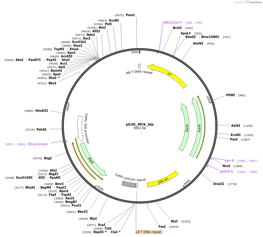 159710-plasmid-map-sequence-id-314457