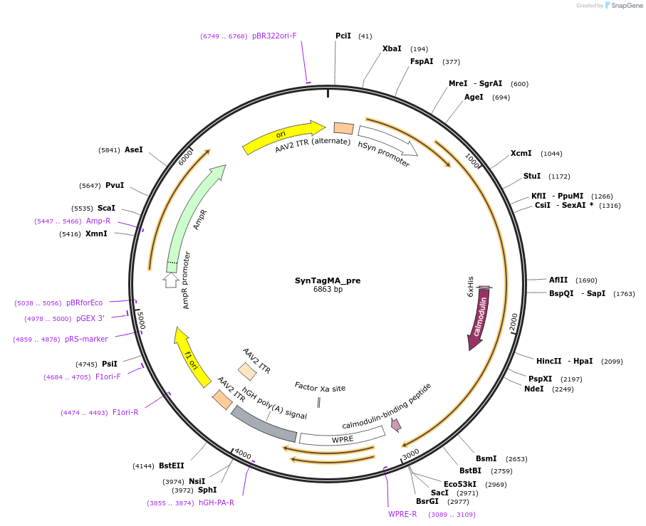 119738-plasmid-map-sequence-id-314494