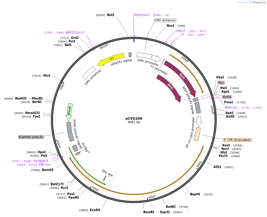 159762-plasmid-map-sequence-id-314497
