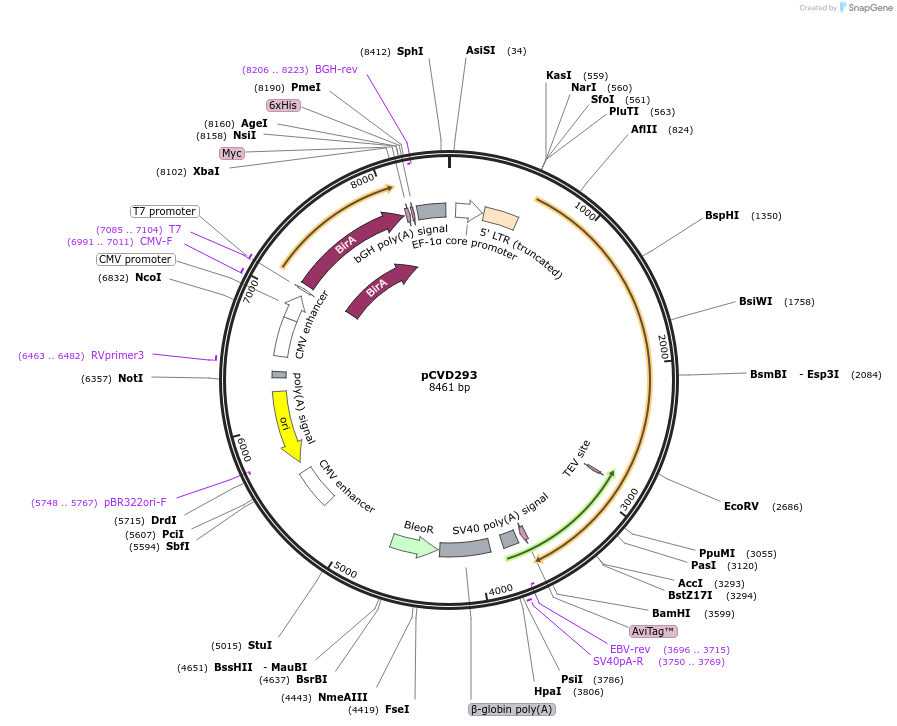 159765-plasmid-map-sequence-id-314501